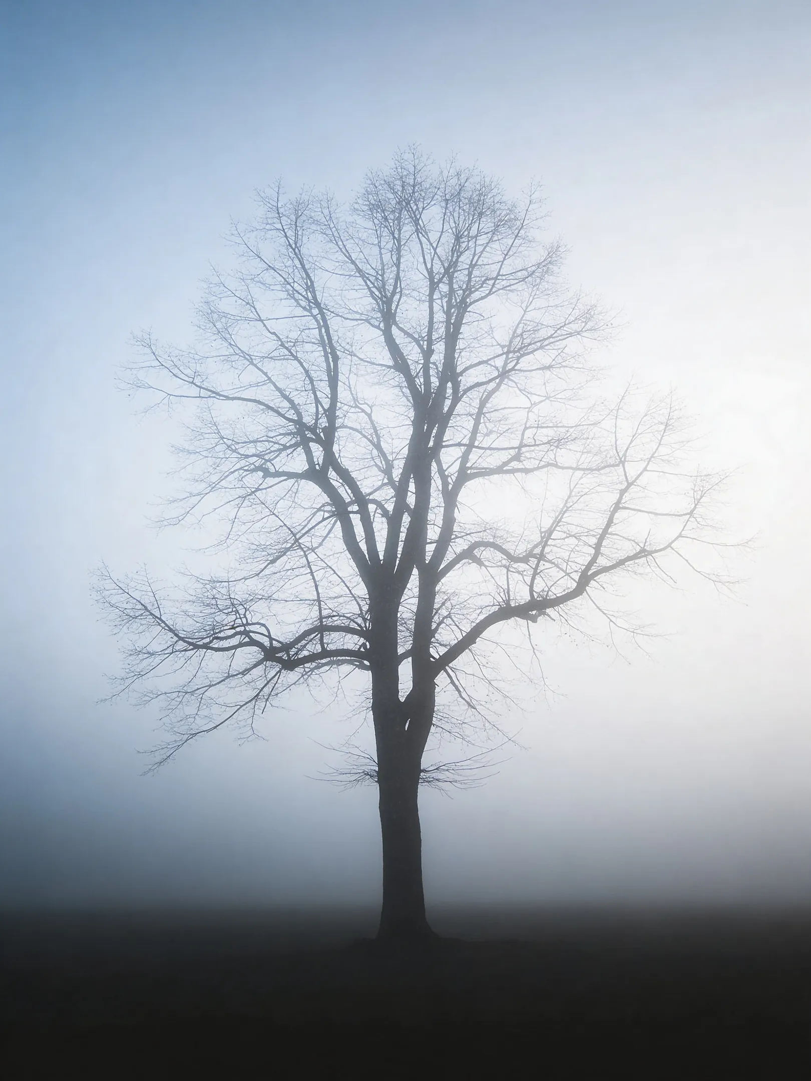 Lone tree in fog, surreal soft minimal landscape.